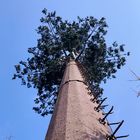 आउटडोर के लिए 30 मी / एस नारियल का पेड़ छलावरण सेल टॉवर